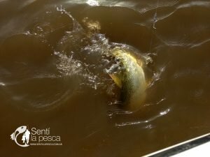 180724 DORADOS DE PRECISION EN SANTA FE4