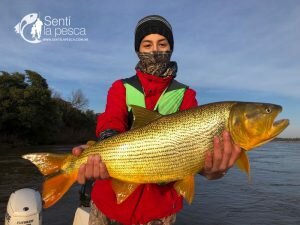 180725 DORADOS EN LA ZONA CONCORDIA3
