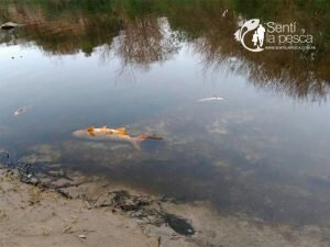 180727 aparición de cientos de peces muertos en un arroyo