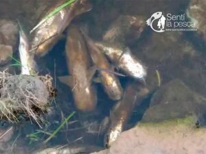 180727 aparición de cientos de peces muertos en un arroyo1
