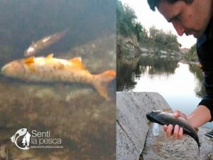 180727 aparición de cientos de peces muertos en un arroyo3