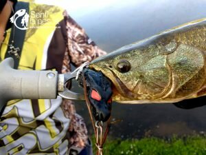 HOPLIAS LURES TESTEO DRAGON