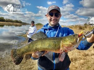HOPLIAS LURES TESTEO DRAGON3