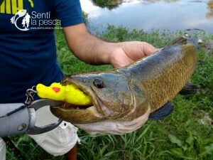 HOPLIAS LURES TESTEO DRAGON4