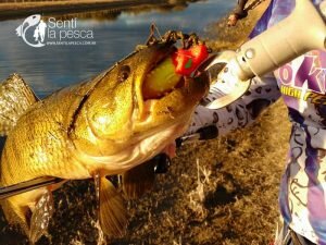 HOPLIAS LURES TESTEO DRAGON5