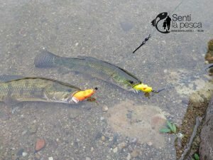 HOPLIAS LURES TESTEO DRAGON6