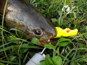 HOPLIAS LURES TESTEO DRAGON9