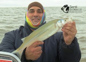 180806 BUENOS PEJES EN EL RIO DE LA PLATA2