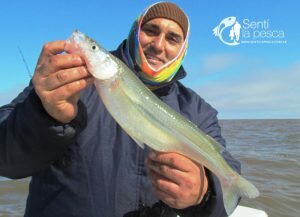 180806 BUENOS PEJES EN EL RIO DE LA PLATA3