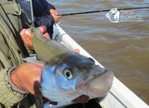180806 BUENOS PEJES EN EL RIO DE LA PLATA5