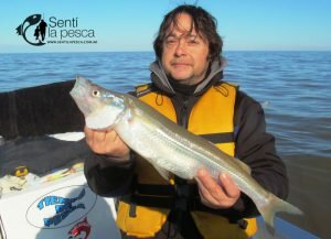 180806 BUENOS PEJES EN EL RIO DE LA PLATA9