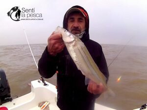 180807 PEJES DEL RIOPLA (3)