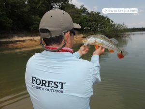 FOREST INDUMENTARIA OUTDOOR (3)