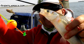 180903 LINDA PESCA EN LA ELBA dest