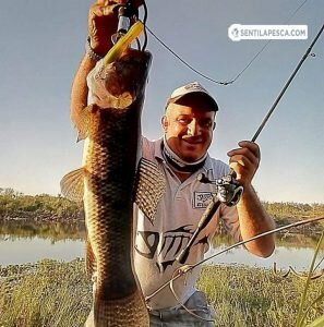 180906 TARARIRA ARGENTINENSIS2