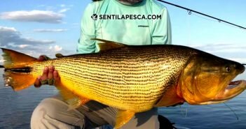 LÍNEAS PARA DORADOS EN CAÑAS 8 MODERNAS FLY dest