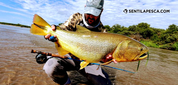 26/12/19 Dorado del dulce
