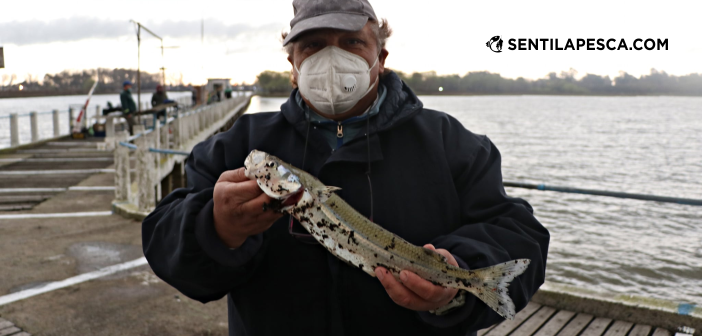 26/08/20 Ensenada habilita la pesca individual solo en instituciones autorizadas